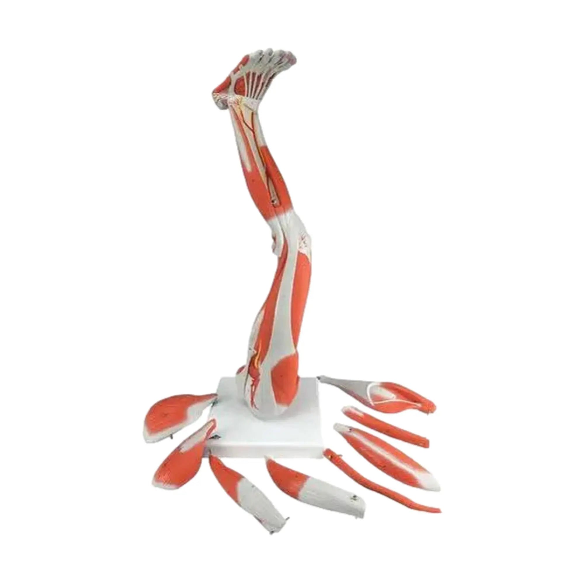 Muscles de la jambe, en 9 parties - My Podologie