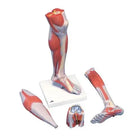 Leg muscles, luxury version, in 3 parts - Anatomy and pathology