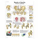 Anatomisk tavle - Bækken og hofte - Anatomi og patologi - 3B Scientific