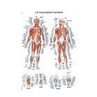 Anatomisk tavle - Menneskelig muskulatur - 50 x 70 cm - fransk og latin