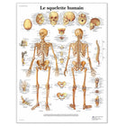 Anatomical board - The human skeleton - Anatomy and pathology