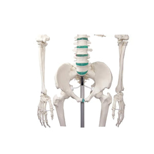 Squelette corps humain 1m78 Oscar Ruck 