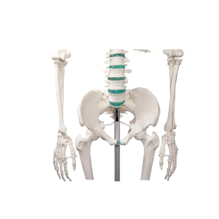 Squelette corps humain 1m78 Oscar Ruck 