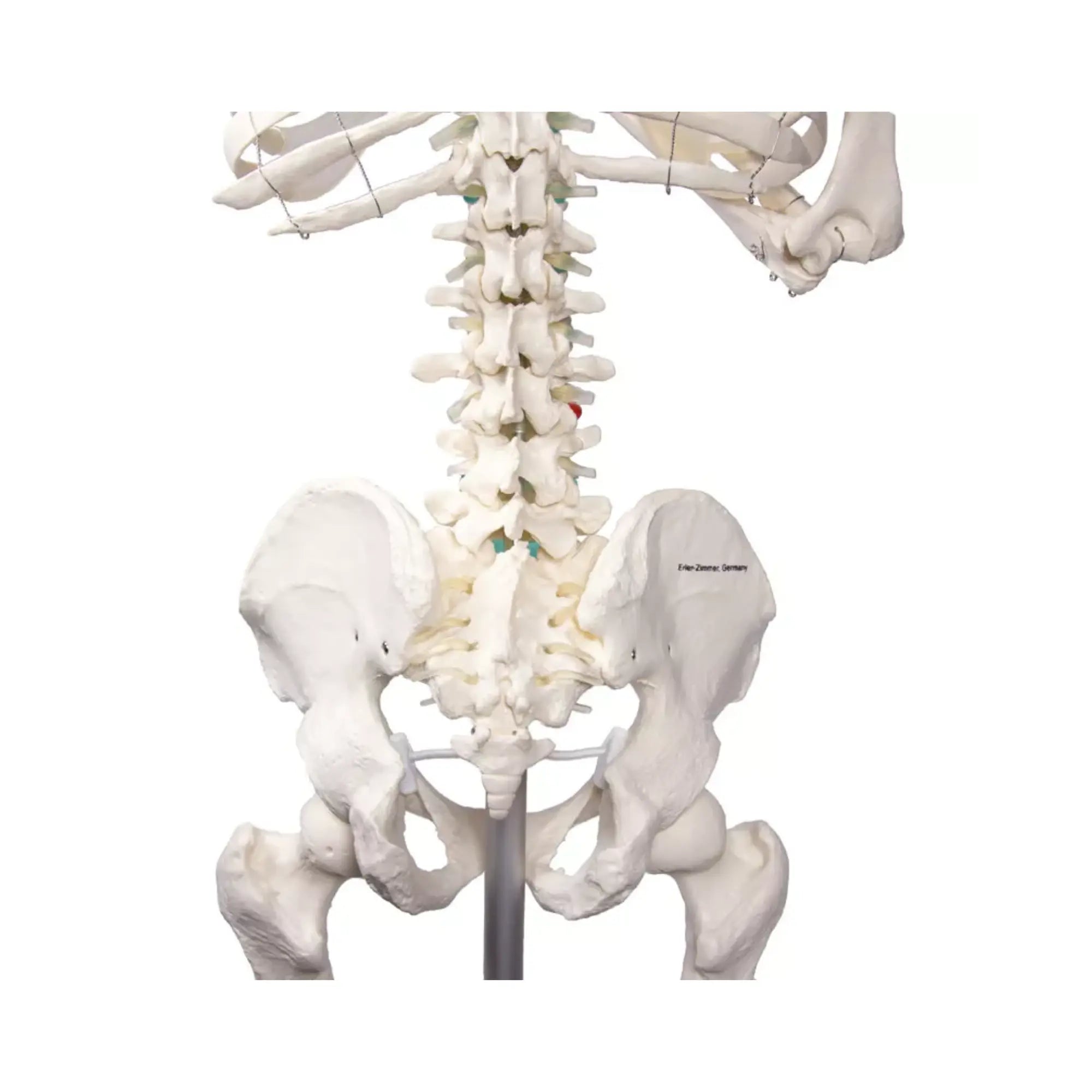 Squelette corps humain 1m78 Oscar Ruck 