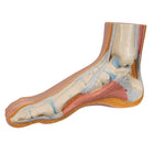 Skelet af en normal fod - 3B Scientific