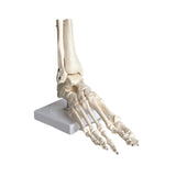 Skelet af den leddelte fod - My Podiatry