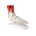Squelette du pied avec ligaments et muscles