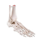Fodens skelet med skinneben og fibula (fibula) stump, elastisk montering, side